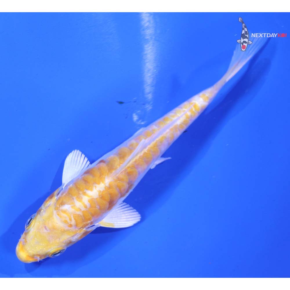 4” Imported Doitsu Lemon Hariwake