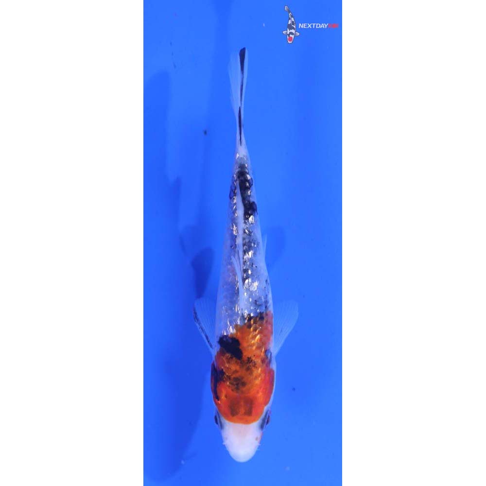 4” Imported Gin Rin Sanke