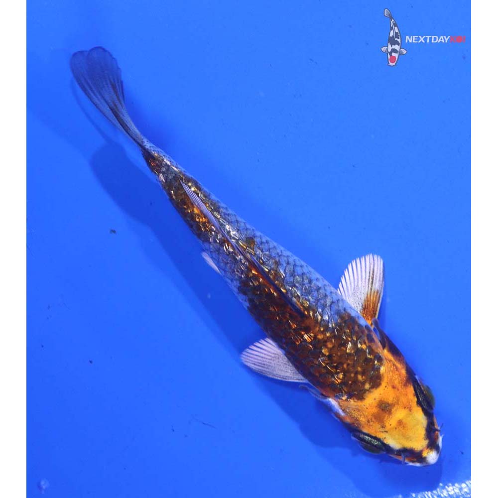 4” Imported Gin Rin Kujaku