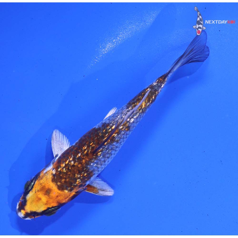 4” Imported Gin Rin Kujaku