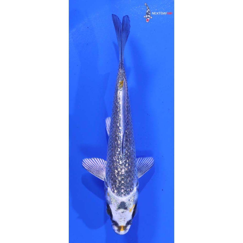 4” Imported Gin Rin Kujaku