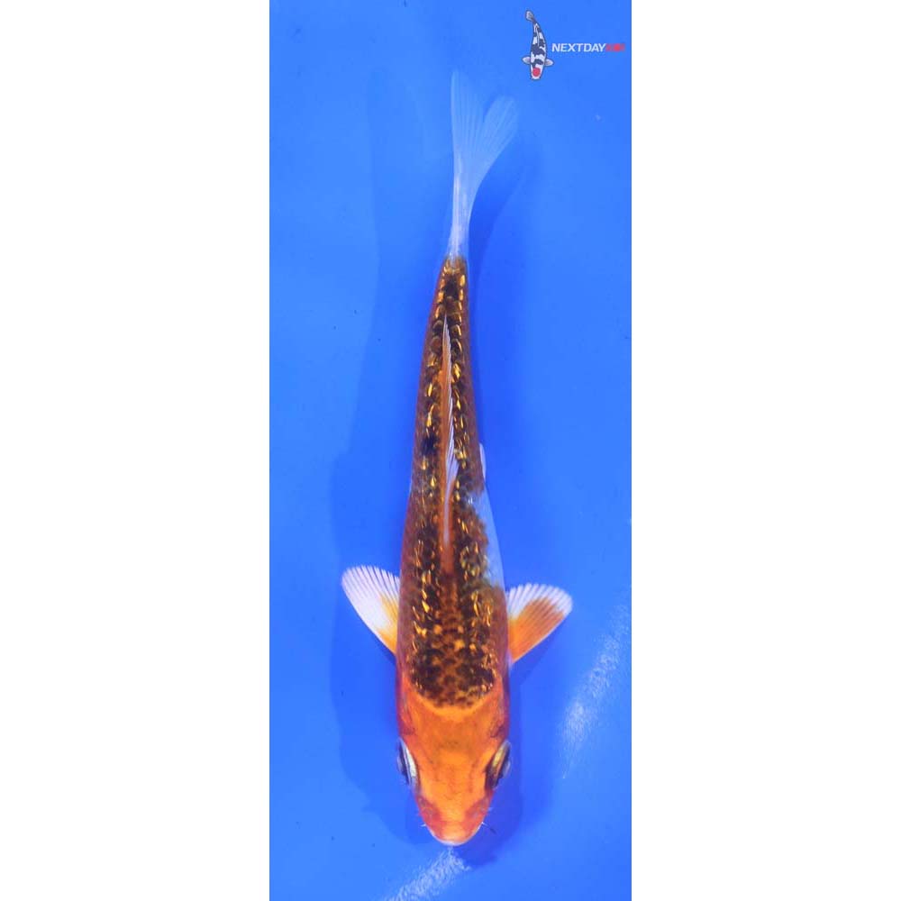 4” Imported Gin Rin Kujaku