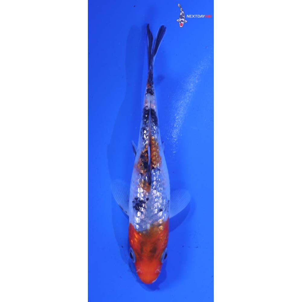 4” Imported Gin Rin Sanke