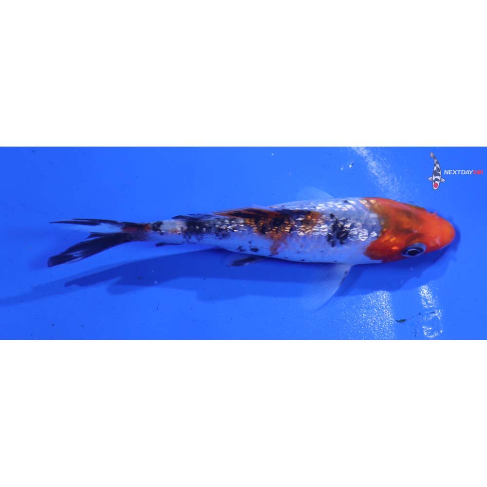 4” Imported Gin Rin Sanke