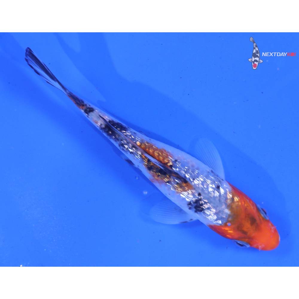 4” Imported Gin Rin Sanke