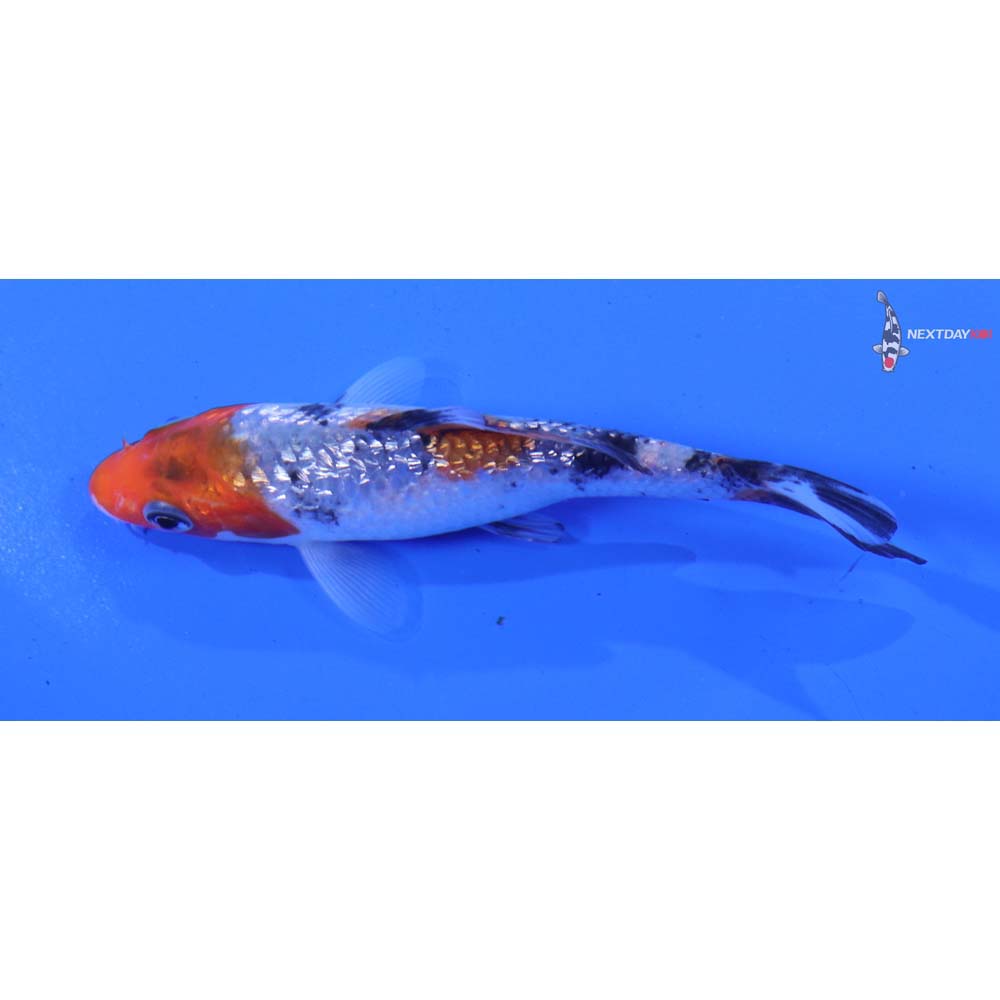 4” Imported Gin Rin Sanke