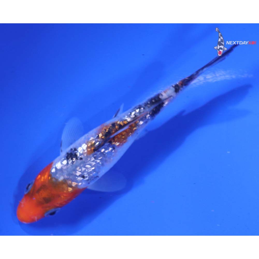 4” Imported Gin Rin Sanke