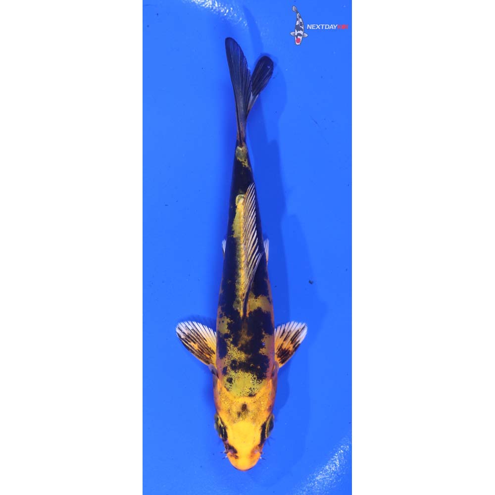 4.5” Imported Doitsu Kin Ki Bekko