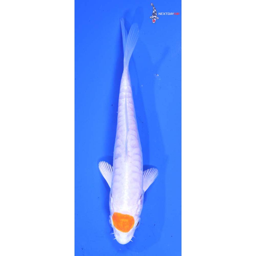 4.5” Imported Armor Scaled Hariwake