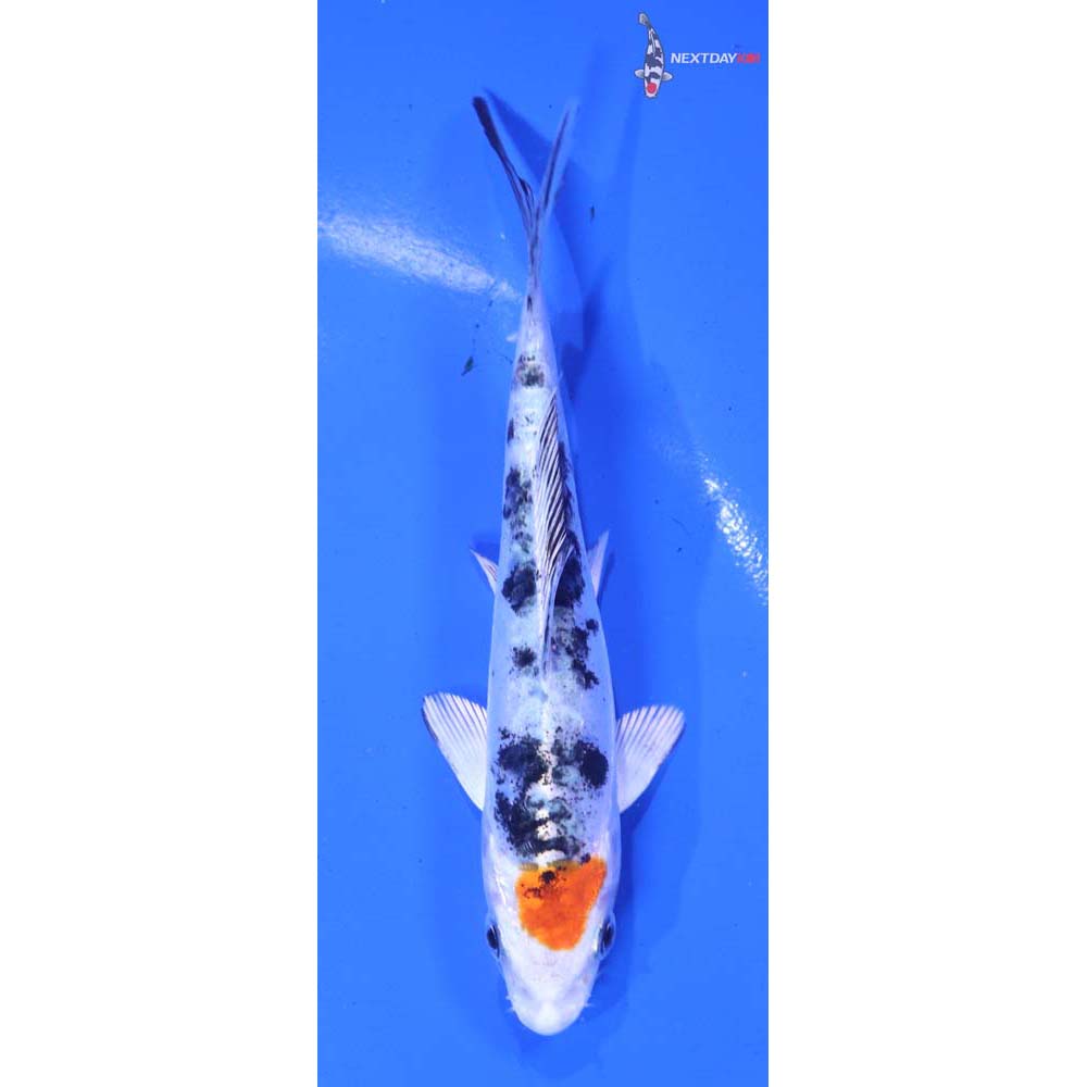 4.5” Imported Heisei Nishiki