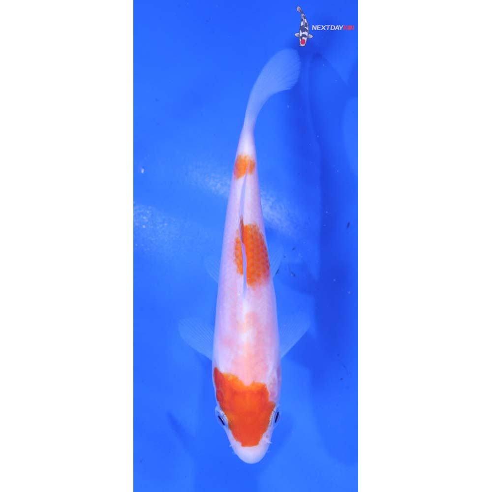 4.5” Imported Kohaku