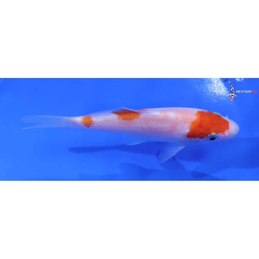 4.5” Imported Kohaku