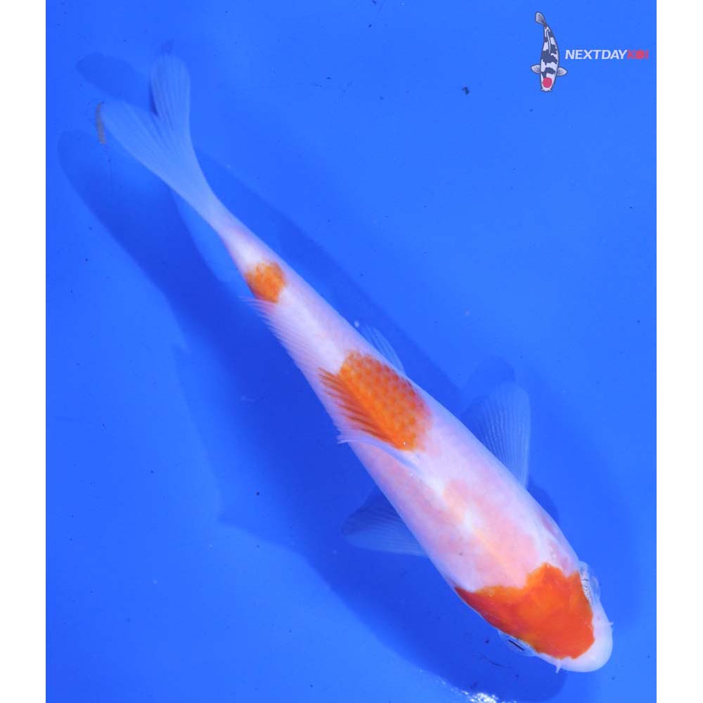 4.5” Imported Kohaku