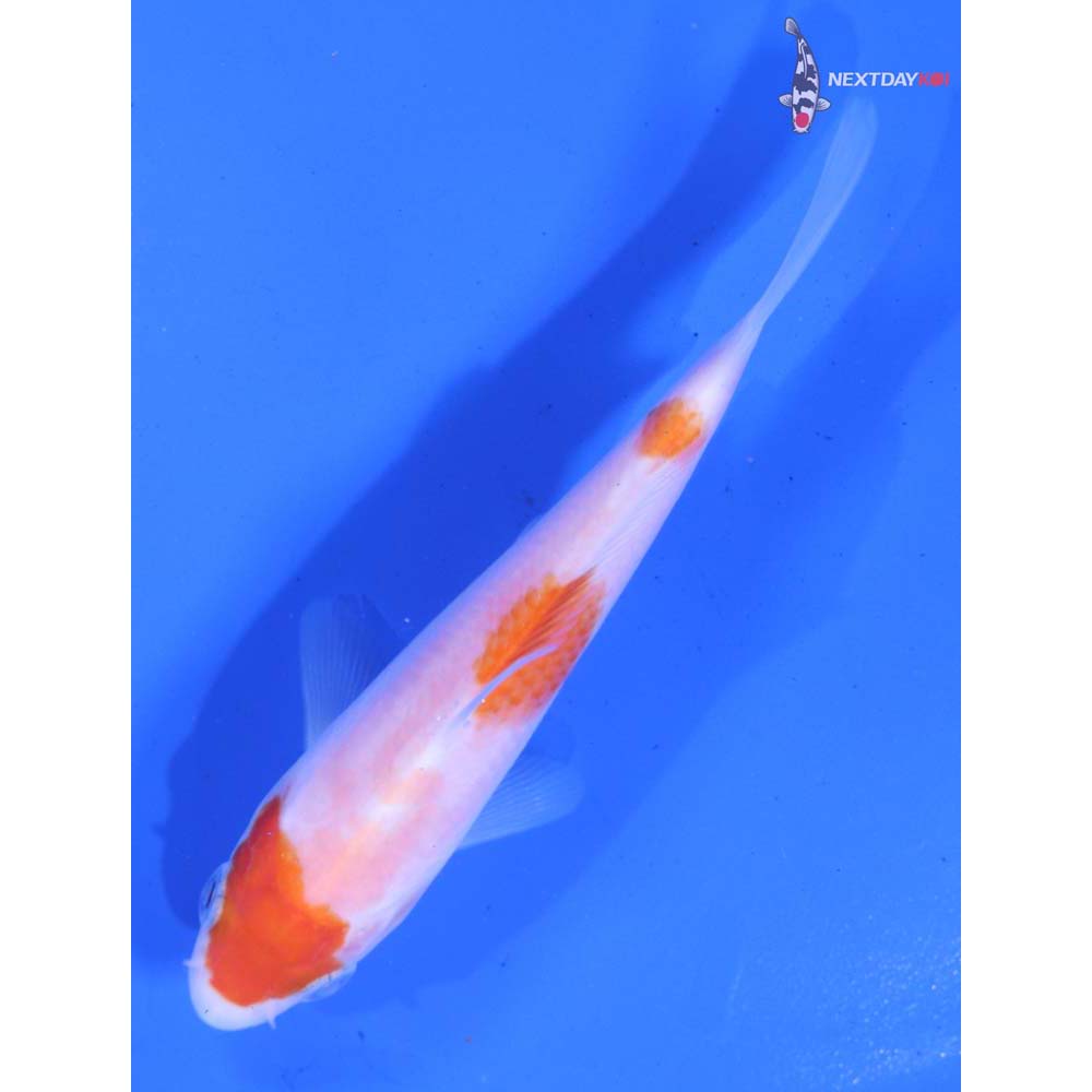 4.5” Imported Kohaku
