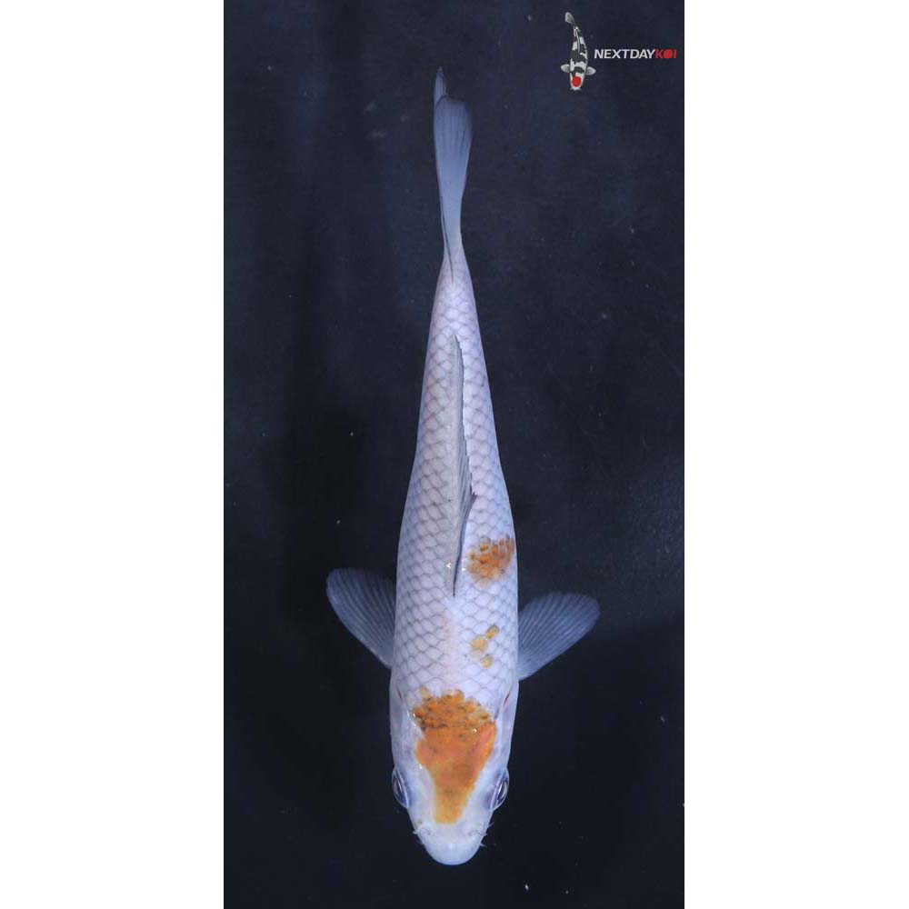 4.5” Imported Ochiba Shigure