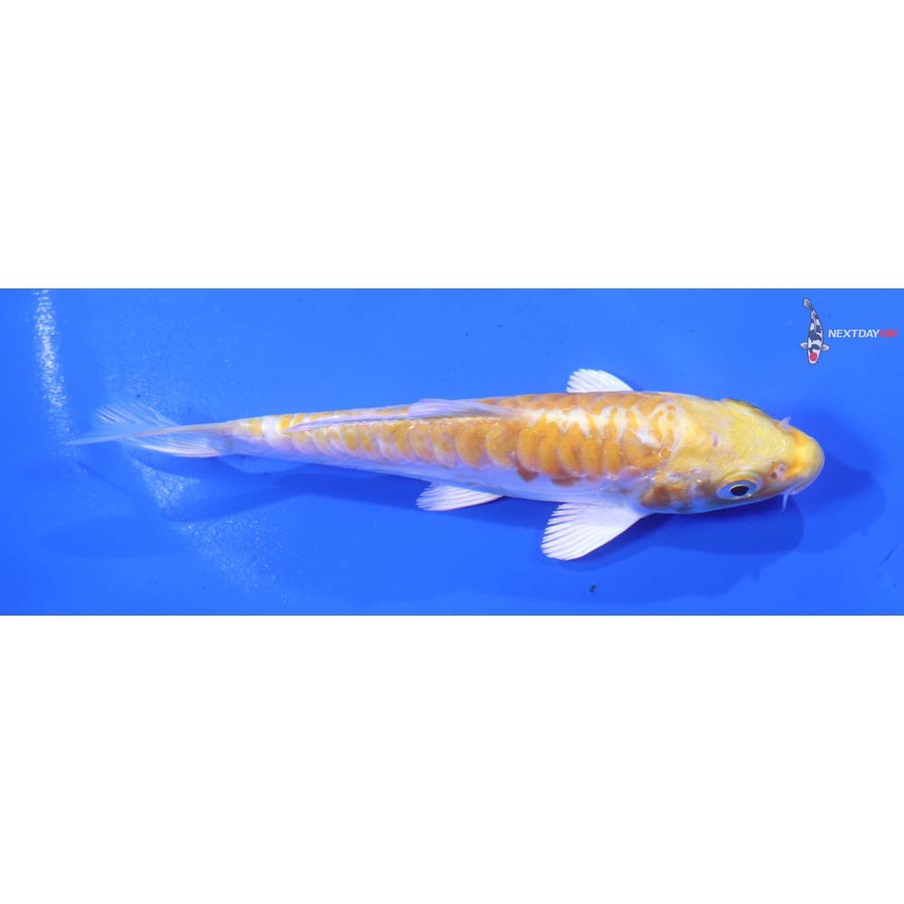 4” Imported Doitsu Lemon Hariwake