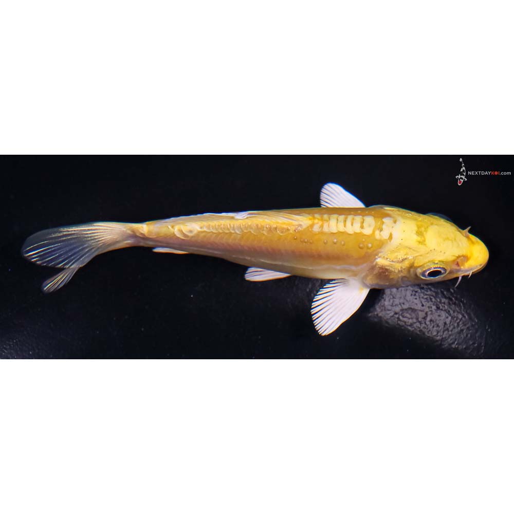 4” Imported Doitsu Yamabuki Ogon