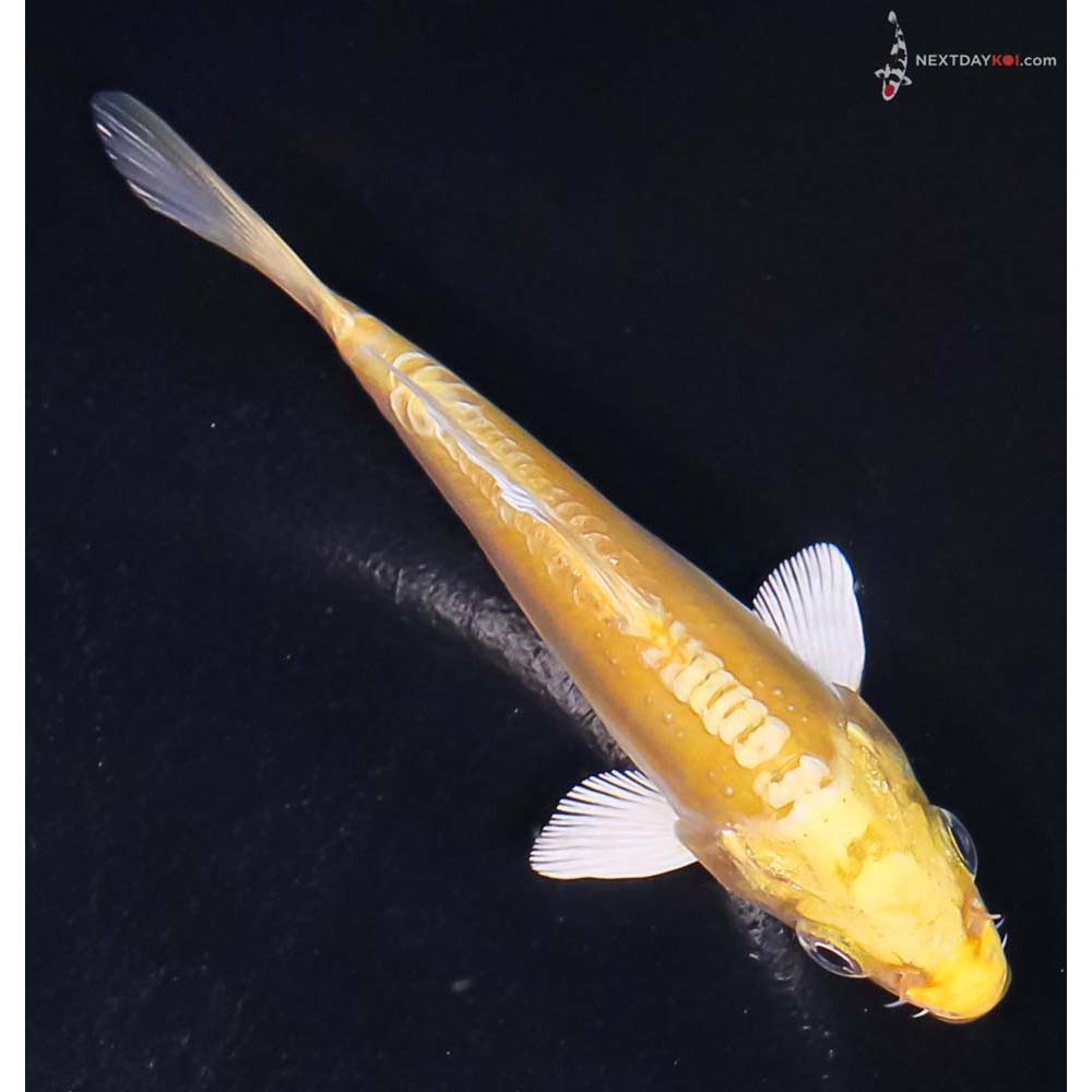 4” Imported Doitsu Yamabuki Ogon