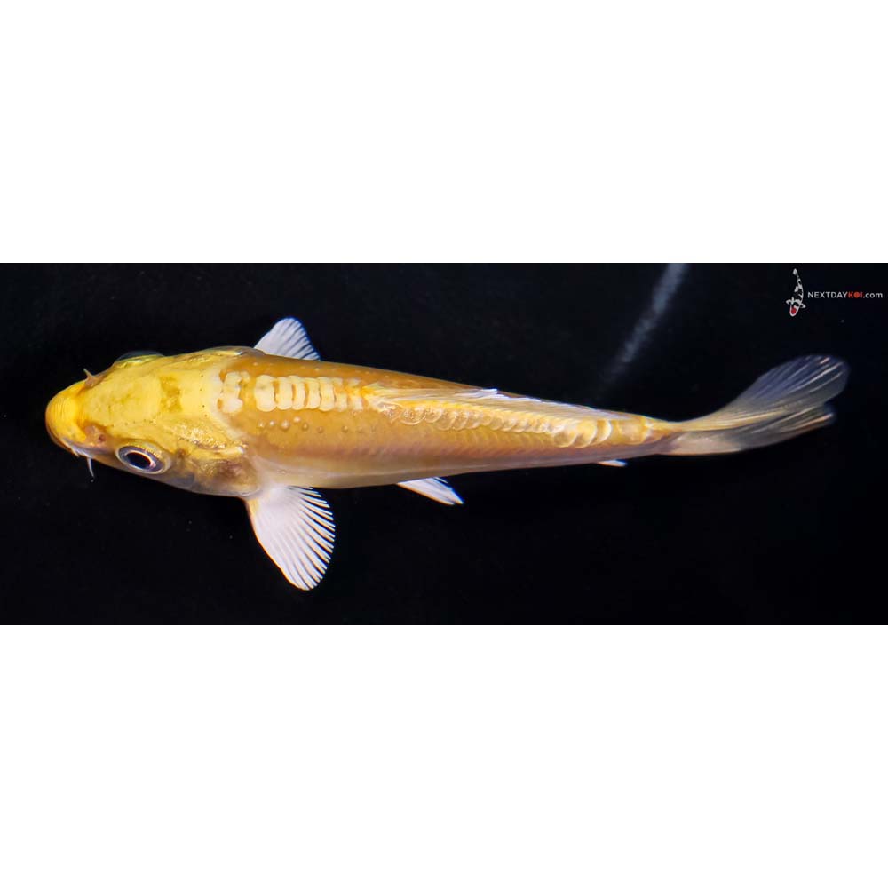 4” Imported Doitsu Yamabuki Ogon