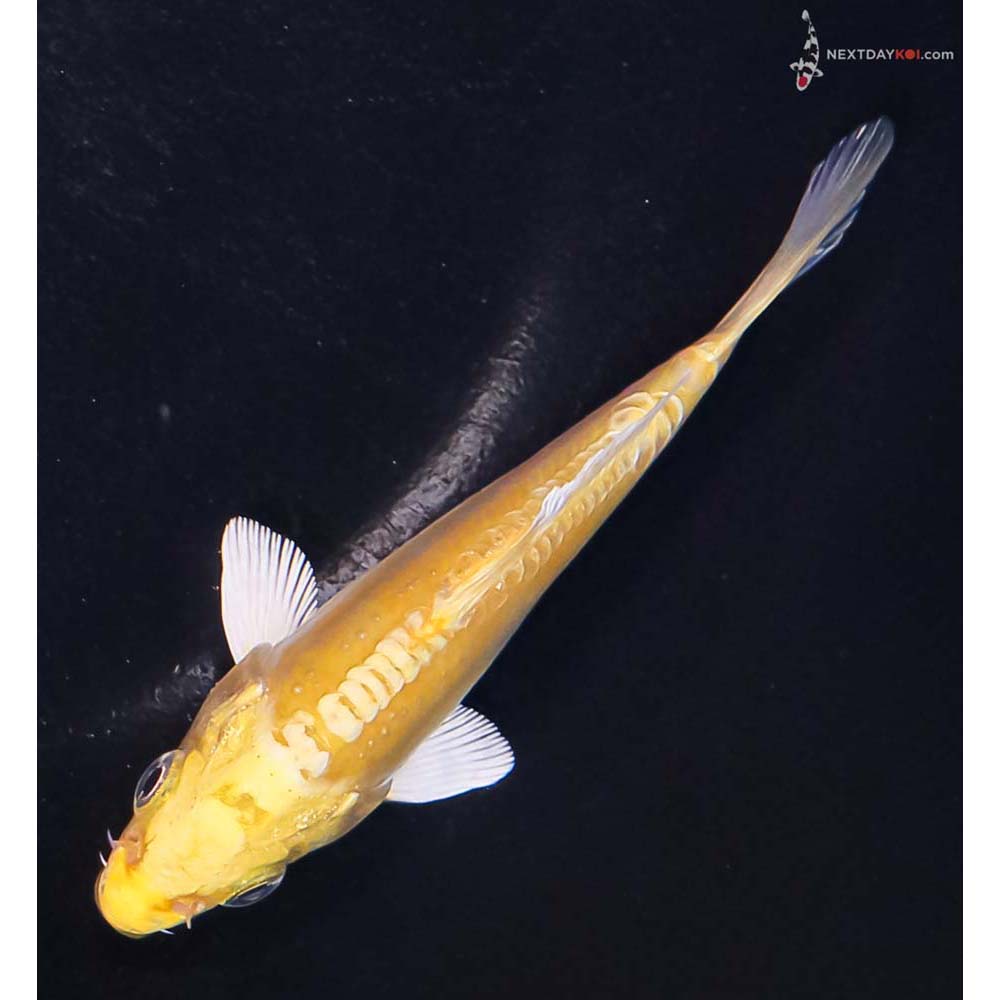 4” Imported Doitsu Yamabuki Ogon