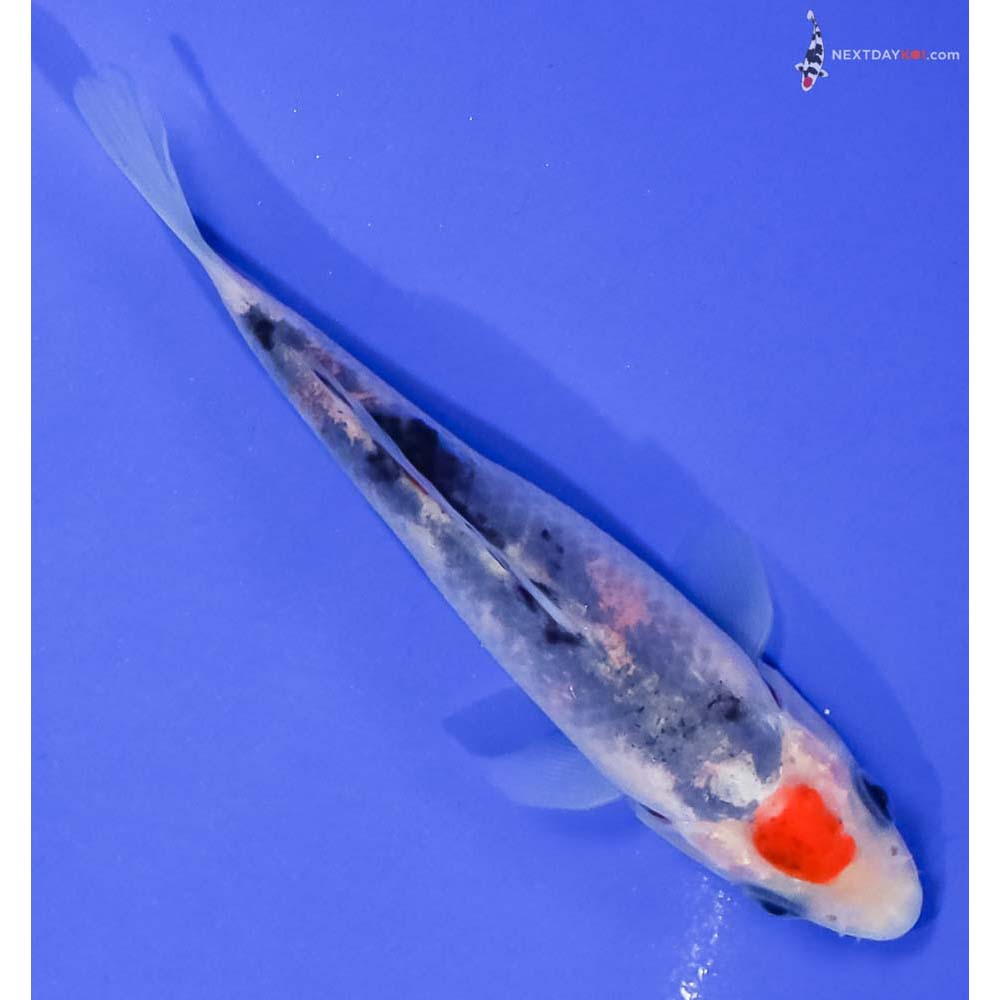 4.5” Imported Sanke