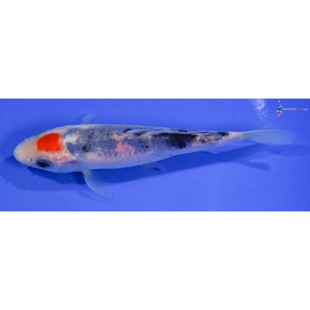 4.5” Imported Sanke