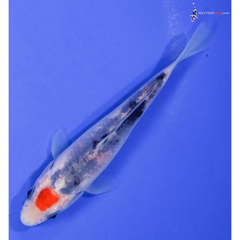 4.5” Imported Sanke