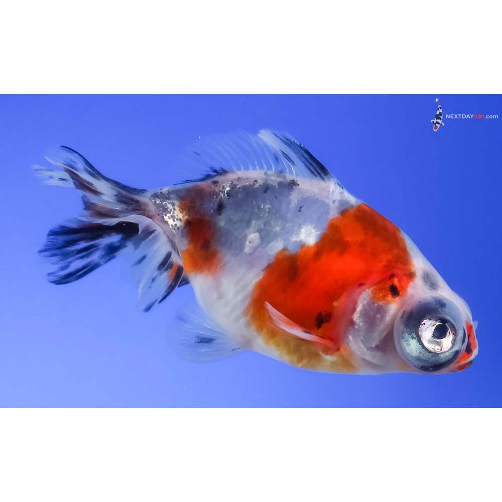 3” Imported Male Calico Telescope Fantail