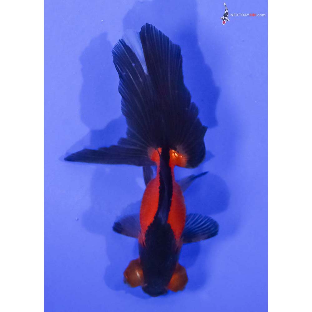 3” Imported Red and Black Telescope Fantail