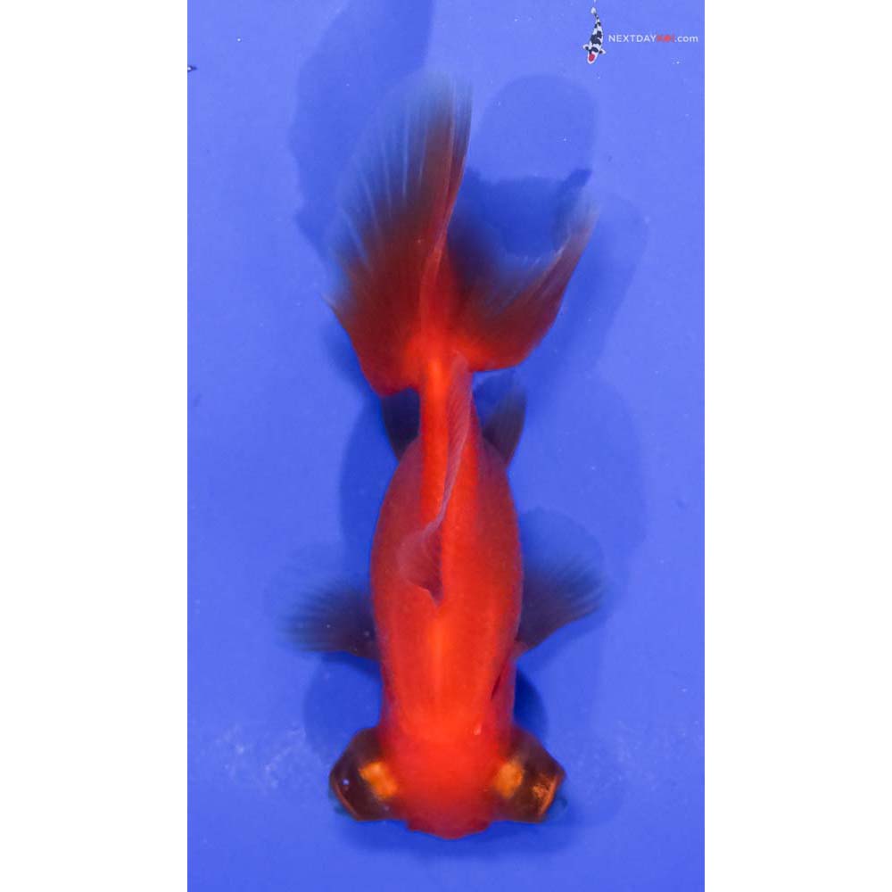 3” Imported Red Telescope Fantail