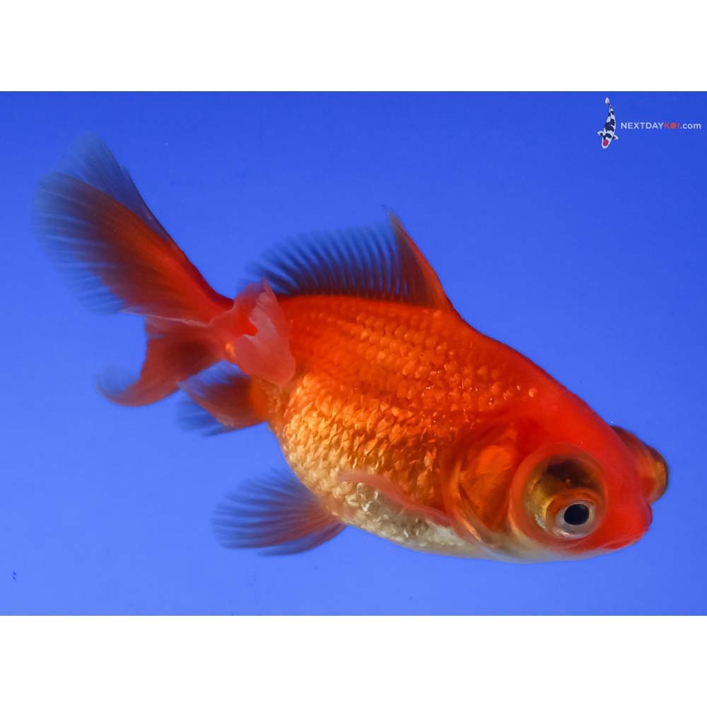 3” Imported Red Telescope Fantail