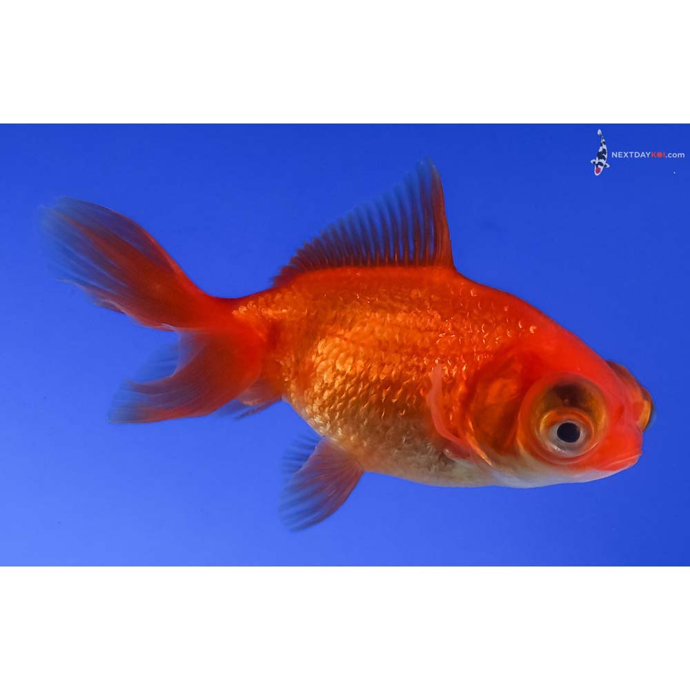 3” Imported Red Telescope Fantail