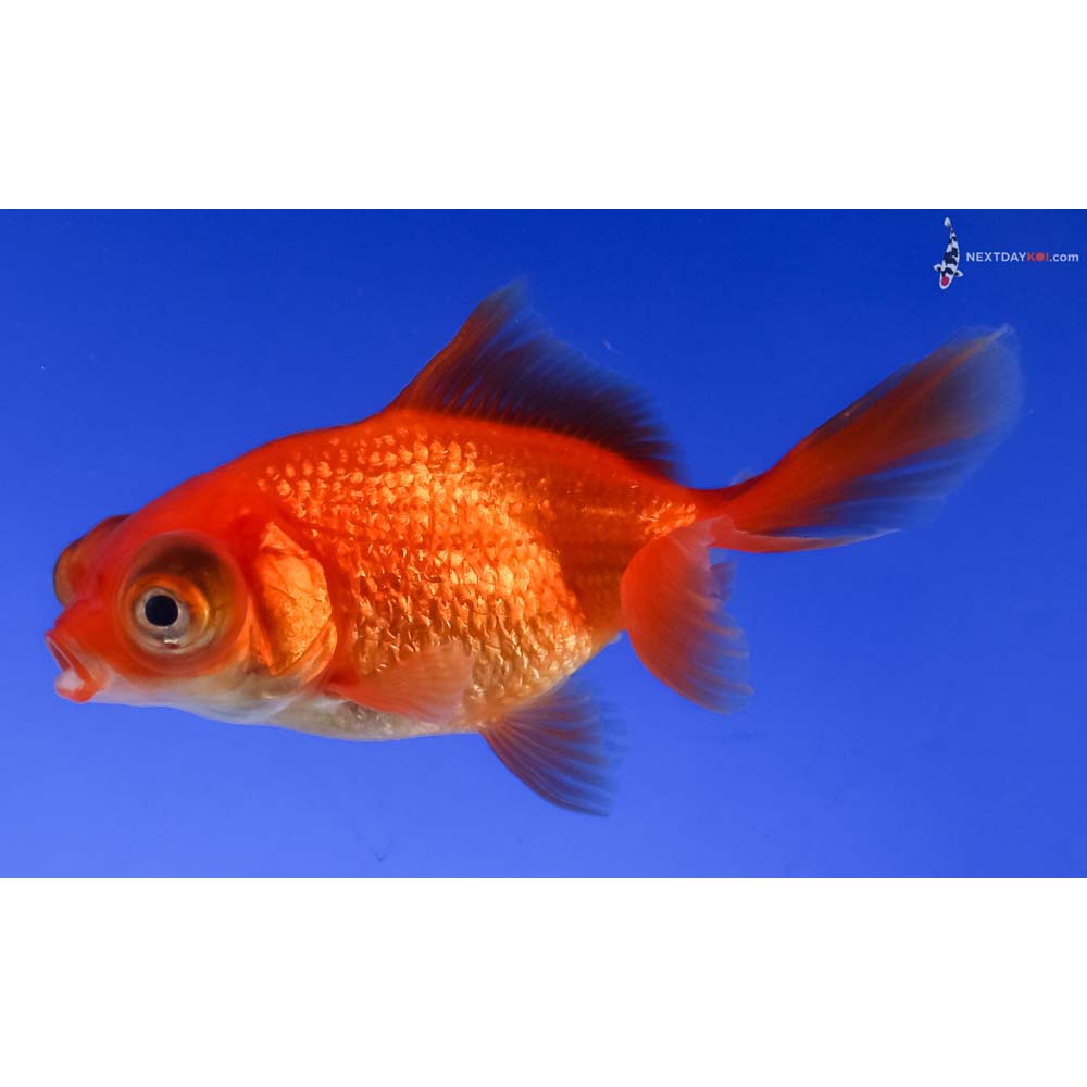 3” Imported Red Telescope Fantail