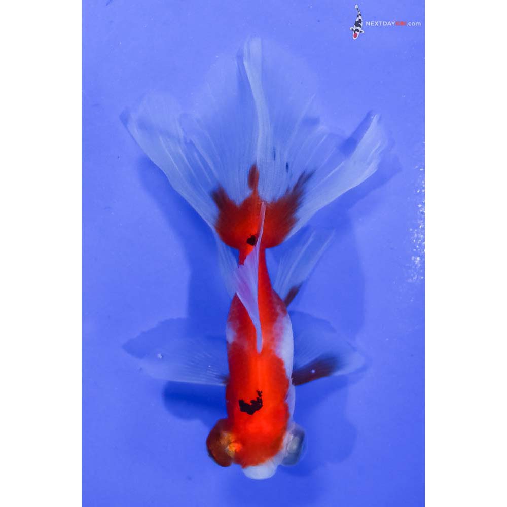 3.5” Imported Tri Color Telescope Fantail