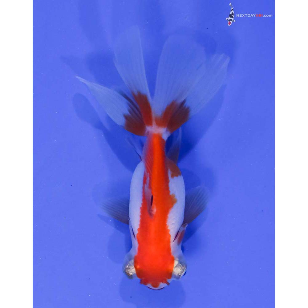 3” Imported Red and White Telescope Fantail