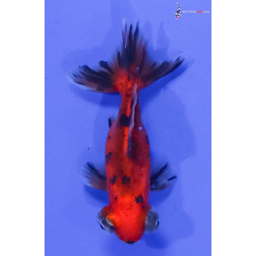 2.5” Imported Male Calico Telescope Fantail