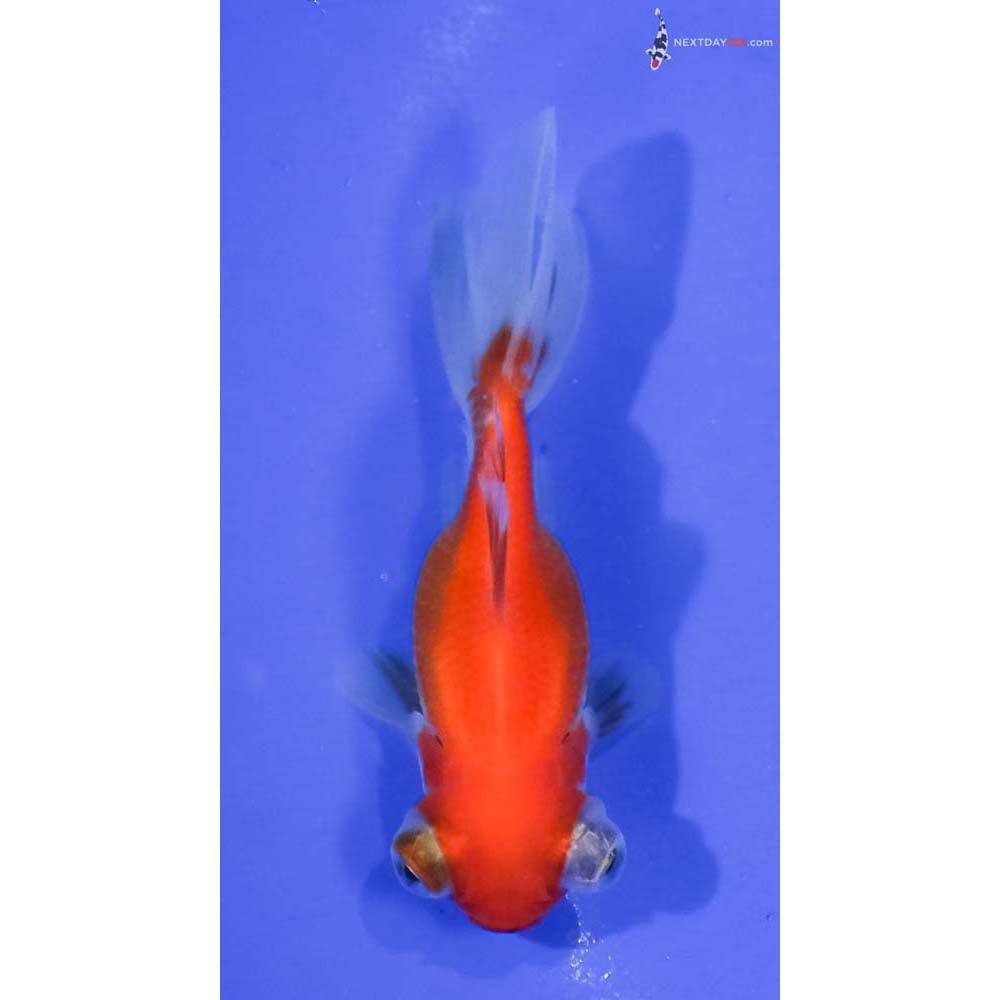 3” Imported Red and White Telescope Fantail