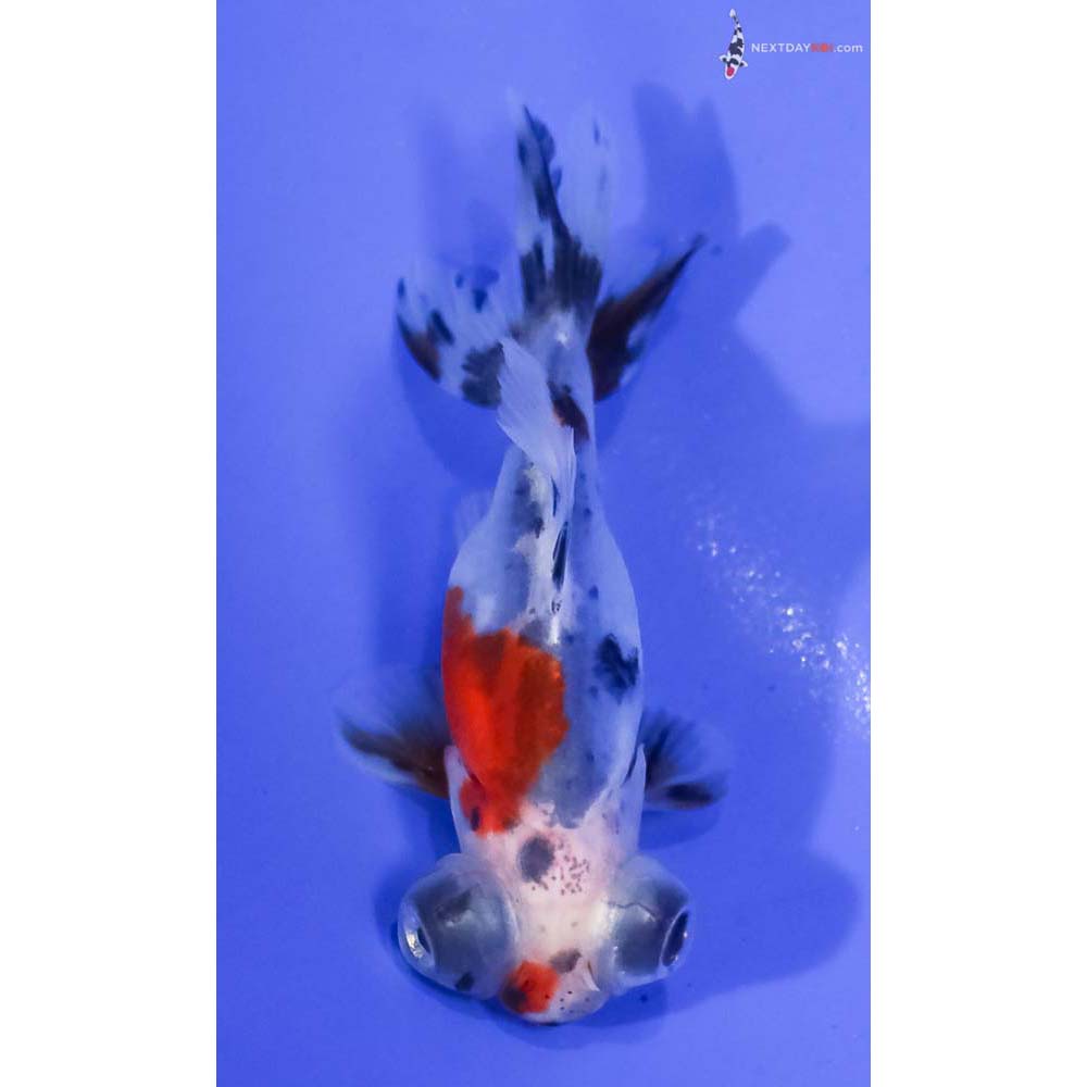 3” Imported Male Calico Telescope Fantail