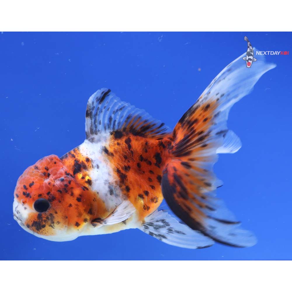 4.5” Imported Calico Oranda