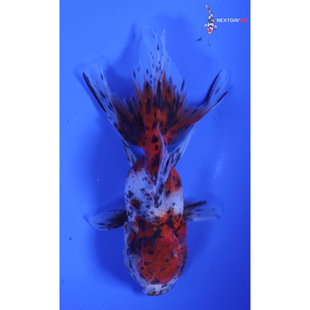 4.5” Imported Calico Oranda