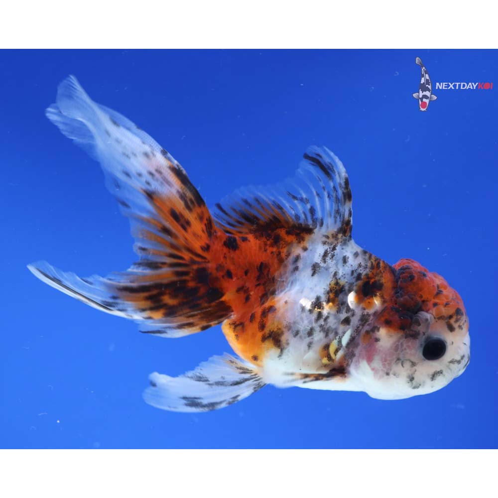 4.5” Imported Calico Oranda