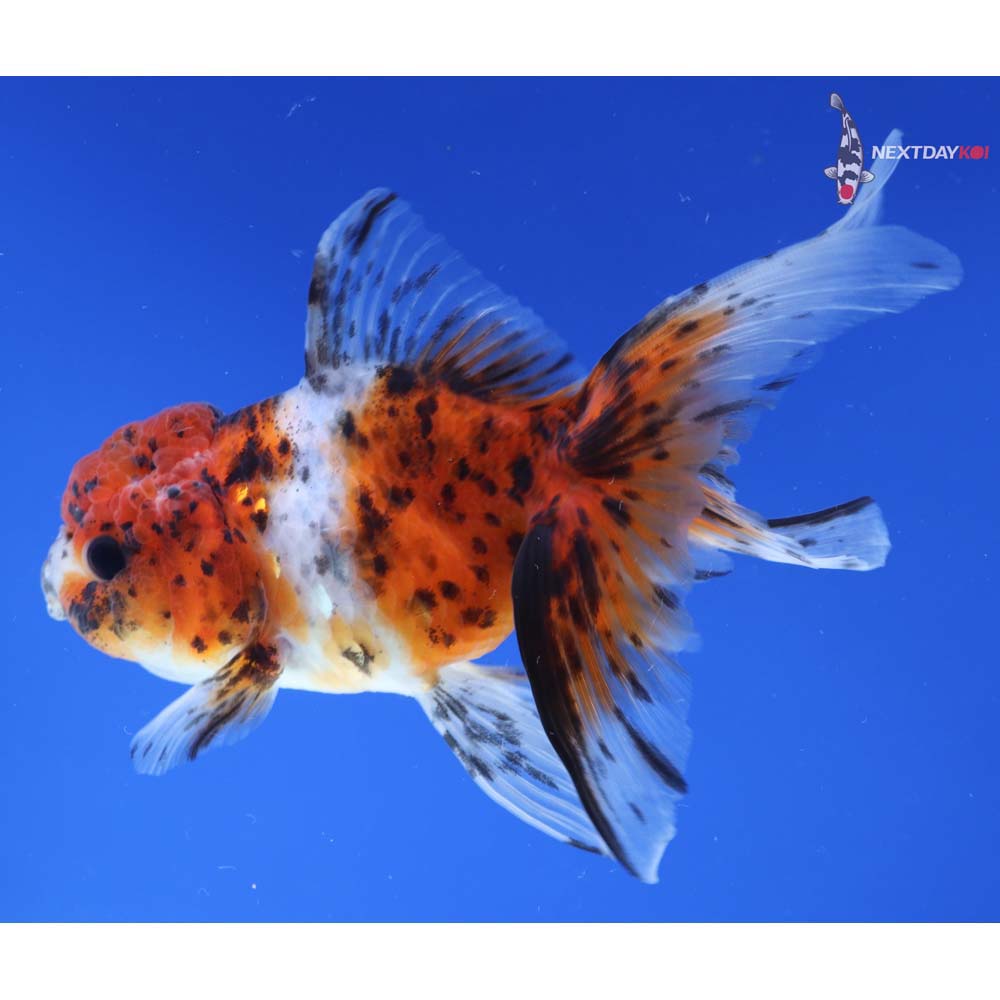 4.5” Imported Calico Oranda