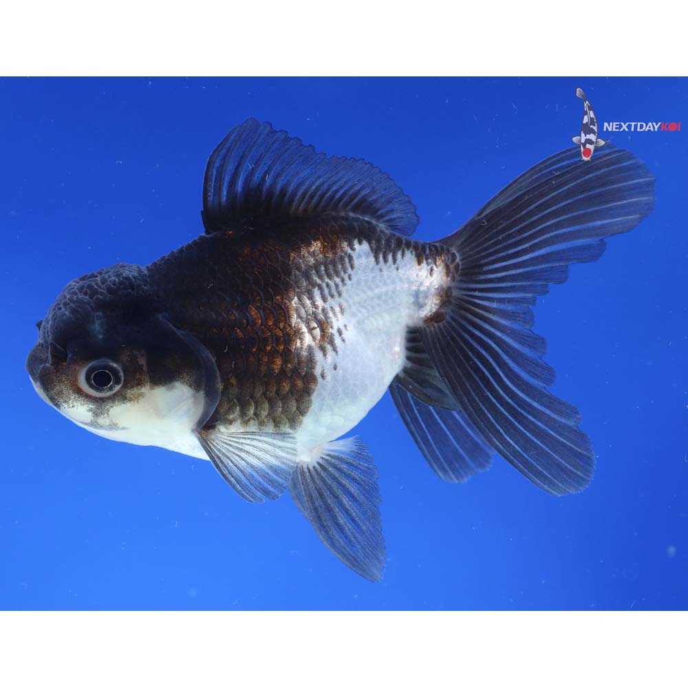 5” Imported Panda Oranda