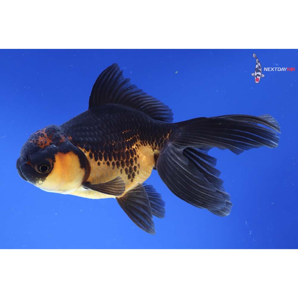 5” Imported Red and Black Oranda