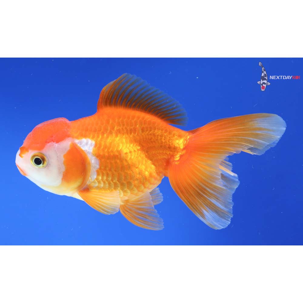 4.5” Imported Red and White Oranda