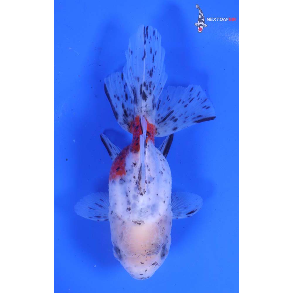 5” Imported Calico Oranda