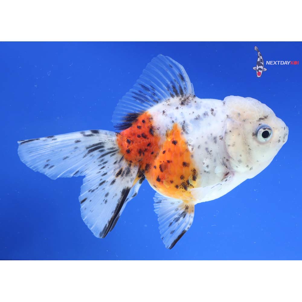 5” Imported Calico Oranda