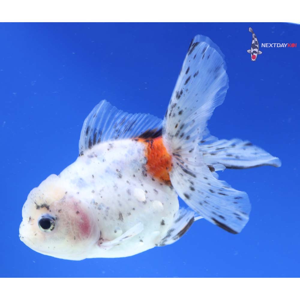 5” Imported Calico Oranda