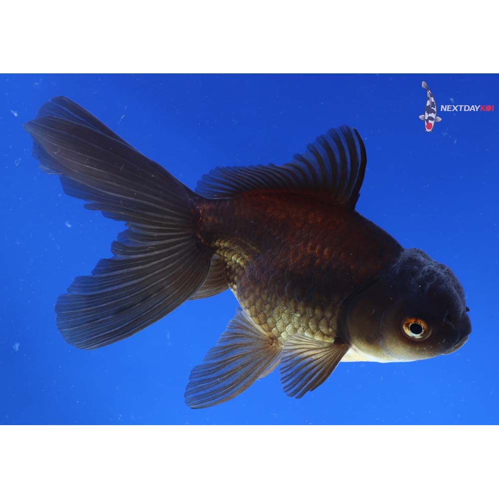 5” Imported Bronze Oranda