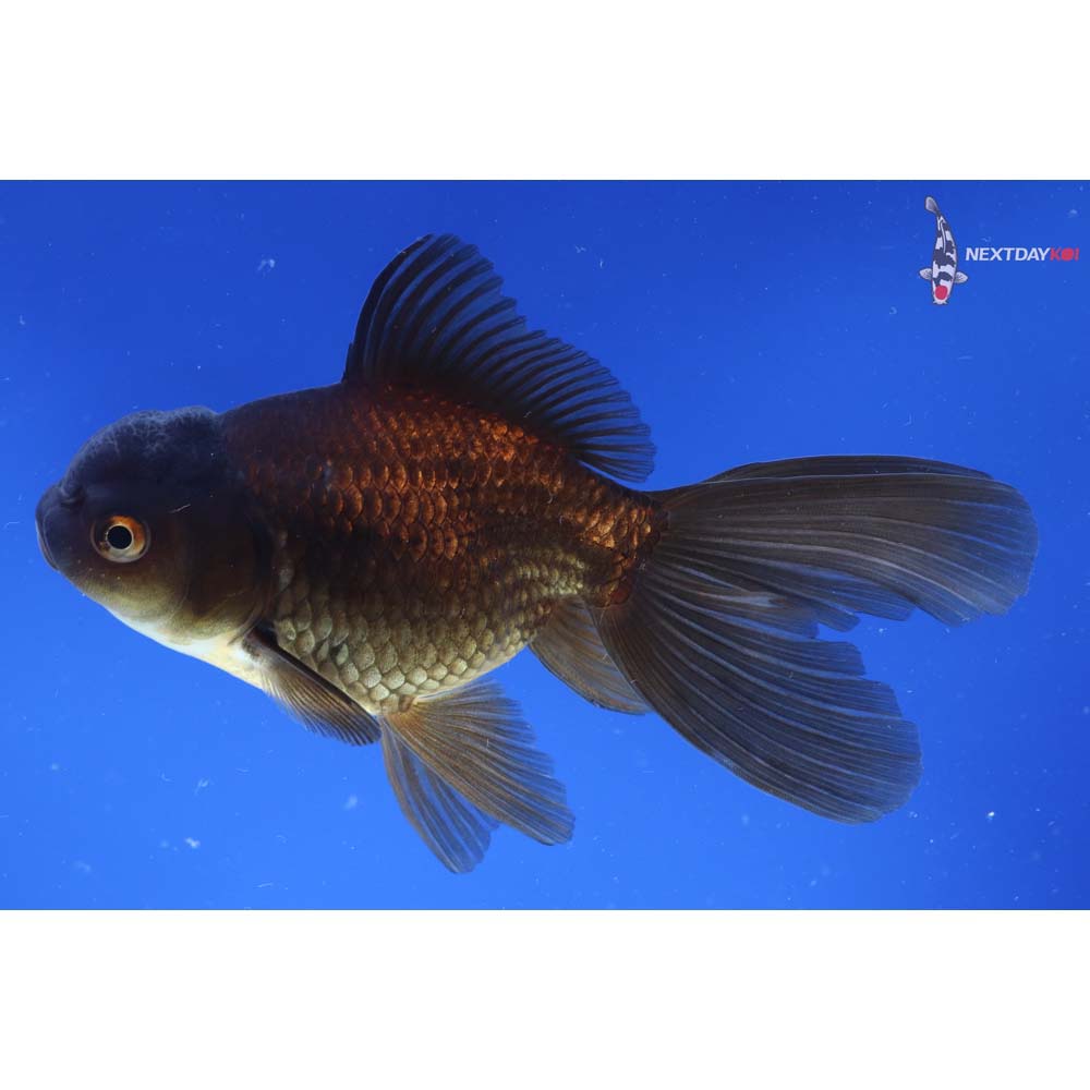 5” Imported Bronze Oranda